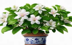 盆栽茉莉几月开花，盆栽茉莉几月开花结果
