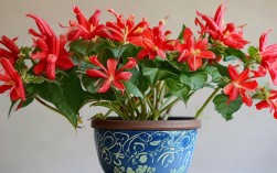 盆栽炮仗花图片，盆栽炮仗花图片大全