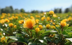 养殖金山茶花，金花茶树种植环境