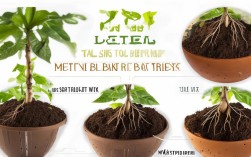 猴面包树如何盆栽，猴面包树如何盆栽种植