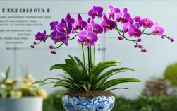 如何正确种植和养护盆栽对兰？最新技巧分享
