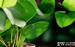 盆栽树叶开裂，盆栽树叶开裂怎么回事