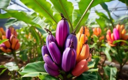 彩虹竹蕉的养殖，彩虹竹蕉的养殖方法