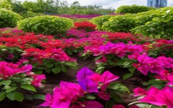 如何科学种植三角梅？选址、水肥、修剪全指南