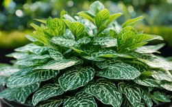 猫眼植物的养殖方法，猫眼植物的养殖方法有哪些