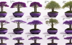 紫色竹子的盆栽图片大全，紫色竹子的盆栽图片大全大图