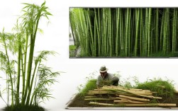 武竹养殖方法，武竹养殖方法视频教程
