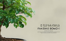 盆栽佛肚竹图片，盆栽佛肚竹图片欣赏