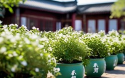 西安盆栽茉莉基地在哪里，西安盆栽茉莉基地在哪里啊