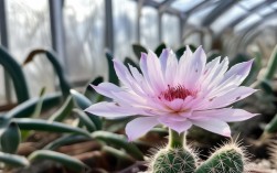 昙花冬天养殖，昙花冬天养殖方法