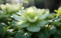 如何正确养殖玉麒麟花？简单易学的养护技巧
