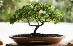 盆栽蛇果的种植方法，盆栽蛇果的种植方法视频