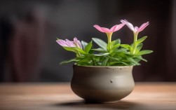 浅盆栽种兰花，浅盆养兰花