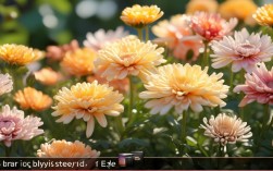 菊花养殖小技巧，菊花养殖小技巧视频