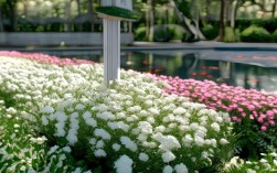 百合花养殖基地在哪，百合花养殖基地在哪里
