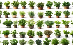 绿植养殖大全图片大全，绿植养殖大全图片大全高清