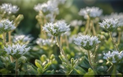 银芽花的养殖，银芽花的养殖方法视频