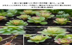 日本小松 多肉 养殖，日本多肉小松怎样扦插