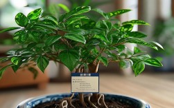 盆栽牛油果怎么养，盆栽牛油果怎么养护