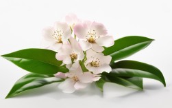 花卉养殖大全茶花，花卉养殖大全茶花图片
