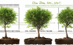 朱砂梅的养殖方法，朱砂梅的养殖方法和注意事项