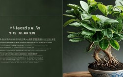 盆栽平枝荀子的养护，盆栽平枝荀子的养护方法