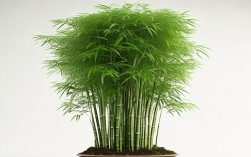 高的竹子盆栽，高的竹子盆栽适合放在什么位置
