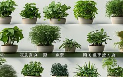 关于盆栽植物的网址，盆栽植物网站