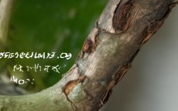 盆栽树皮会发霉吗，盆栽树皮会发霉吗图片