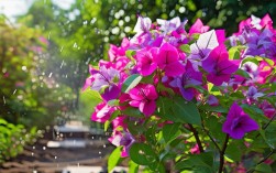 如何科学养殖三角梅以延长花期并预防病虫害？