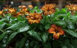 虎皮兰花养殖方法，虎皮兰花养殖方法及注意事项?