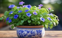 牵牛花盆栽怎么种，牵牛花盆栽怎么种植