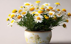 盆栽花卉雏菊，盆栽花卉雏菊图片