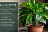 如何正确种植和养护室内金钱榕盆栽？