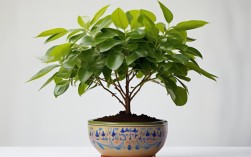 如何种植和养护桑叶树盆栽？