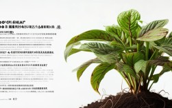 小虎皮兰怎么养？简单易学的养殖技巧分享