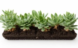 如何轻松种植含羞草盆栽？完整指南分享