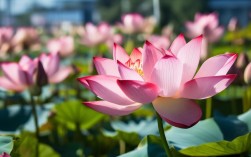 盆栽莲花如何翻盆？技巧与最新数据全解析