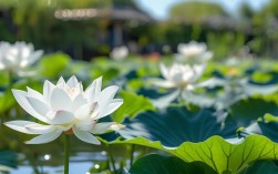 观音莲视频养殖，观音莲的养殖