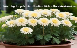 菊花怎么浇水 盆栽，菊花怎么浇水 盆栽视频