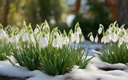 雪滴花如何养殖，雪滴花如何养殖视频