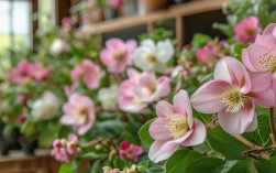 耐冬花室内养殖方法，耐冬花室内养殖方法有哪些