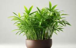 盆栽竹芋的养殖方法冬季，盆栽竹芋的养殖方法冬季怎么养