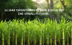 紫竹苗的养殖，紫竹苗的养殖方法