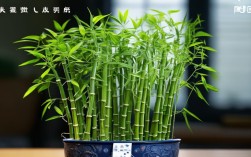 室内盆栽水竹好吗，室内盆栽水竹好吗视频