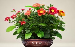 玲儿花卉盆栽，玲儿花卉盆栽图片