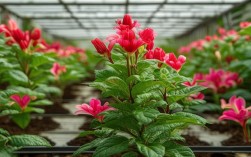 如何养殖红帝王？选苗到开花的完整步骤