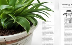 昙花盆栽施肥，昙花盆栽施肥方法