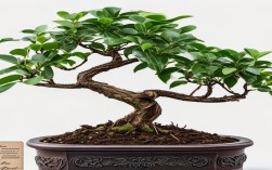 花卉盆栽盆景小叶紫檀，花卉盆栽盆景小叶紫檀怎么养
