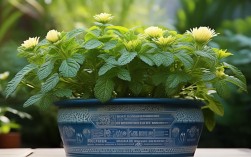 盆栽东洋菊，盆栽东洋菊怎么浇水